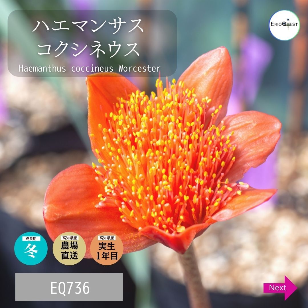 ハエマンサス コクシネウス Haemanthus coccineus Worcester EQ736
