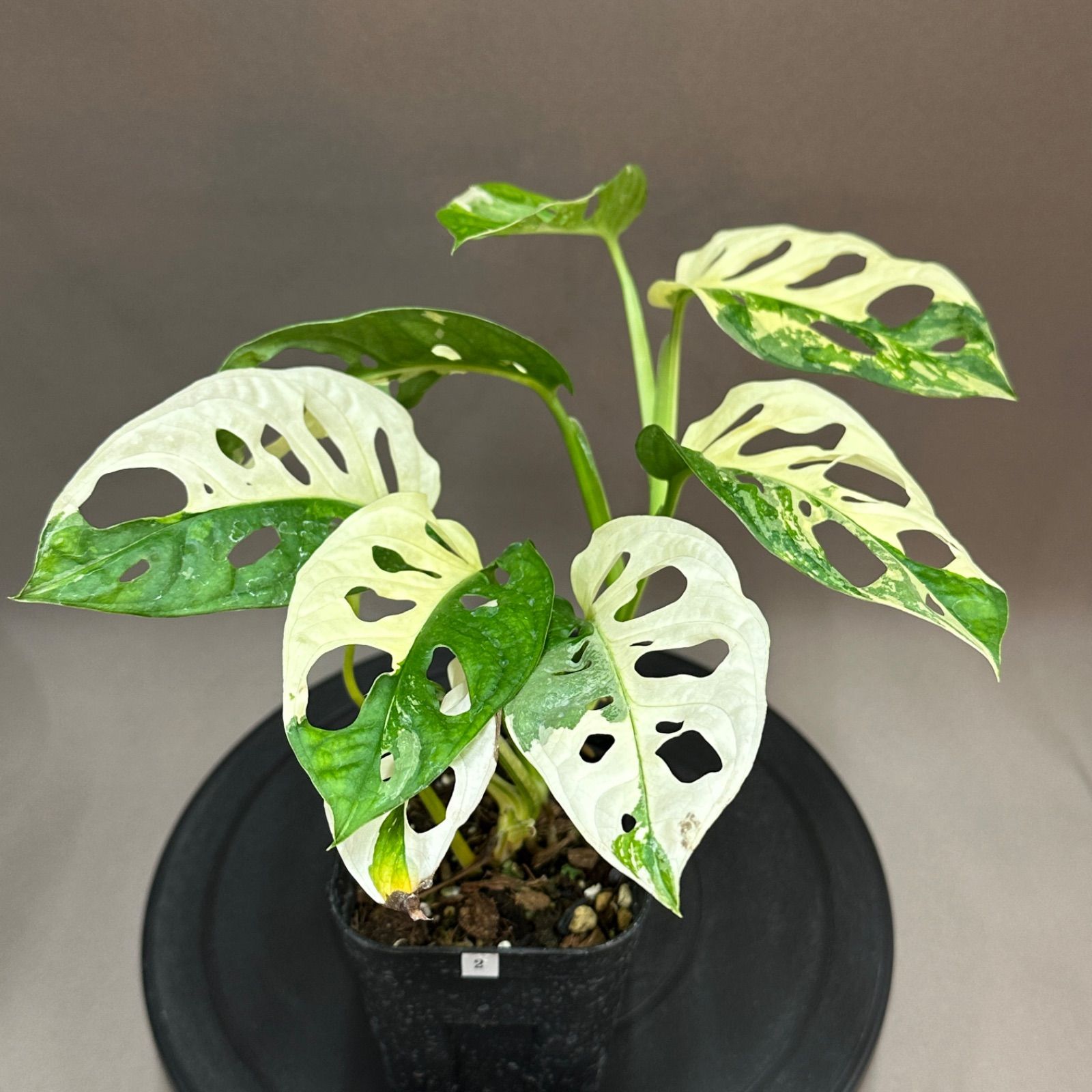 マドカズラ 斑入り No.35 【Monstera モンステラ】 大株6本程度 マドカズラ 斑入り No.35 【Monstera モンステラ】 大株6本程度