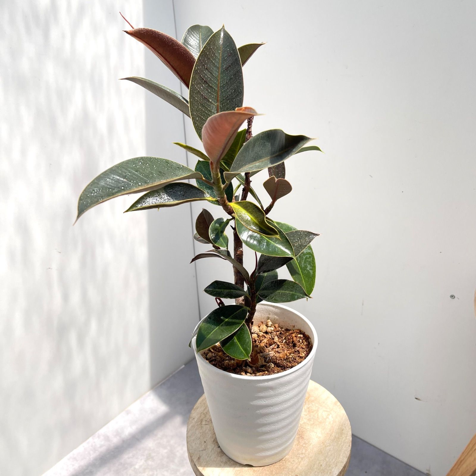 現品］54番 フィカス メラニー 曲がり 5号 観葉植物 室内 人気