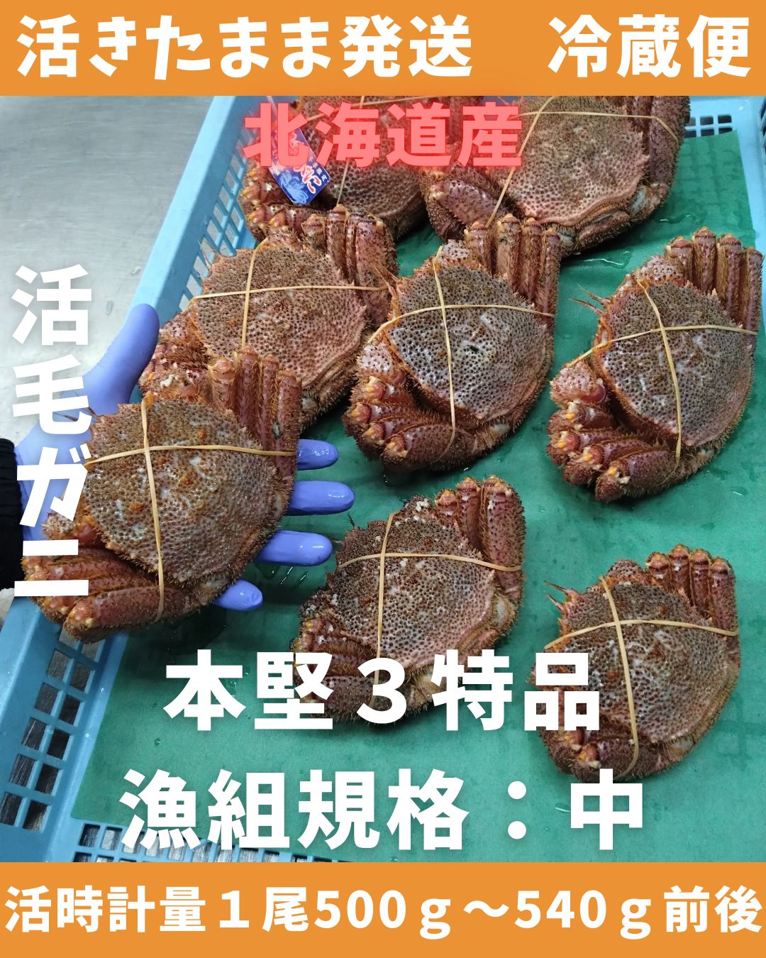 活きたまま 活毛ガニ 500～540ｇ1尾 中サイズ 冷蔵便