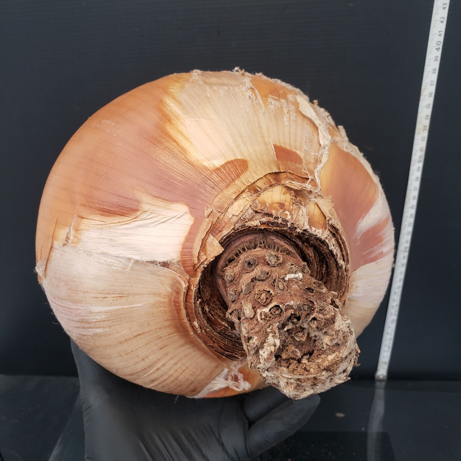 Z422 最新到着 Boophane ハエマンソイデス ML 現地球 抜き苗 球根植物 ブーファン ハエマンソイデス WWW_GEBZETESISAT_COM_TR