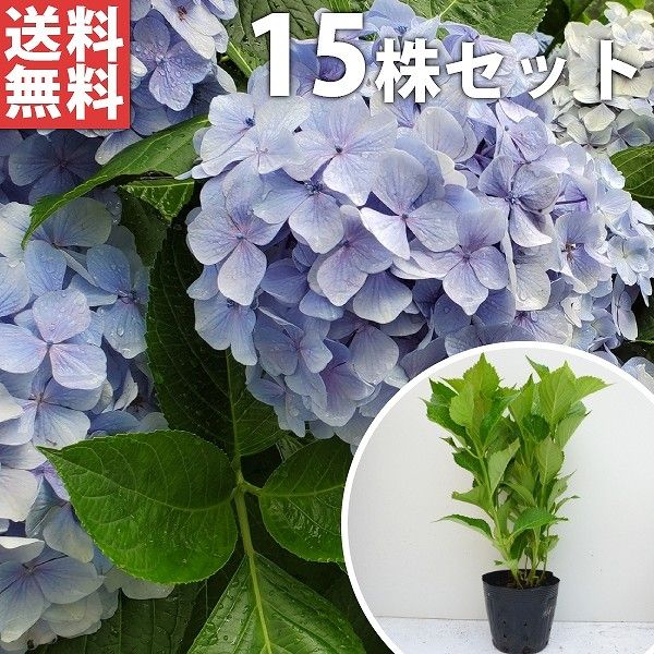 苗|苗木 15本セット アジサイ 青 樹高0.3m前後 15cmポット 青花 アオ あじさい 紫陽花 西洋アジサイ 苗木 苗 植木 庭木 生け垣 ka 15本 15