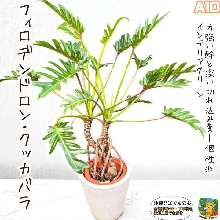 幹上がりが美しいフィロデンドロン・クッカバラA10・ 南国の雰囲気を楽しめる一鉢 幹上がりが美しいフィロデンドロン・クッカバラA10・ 南国の雰囲気を