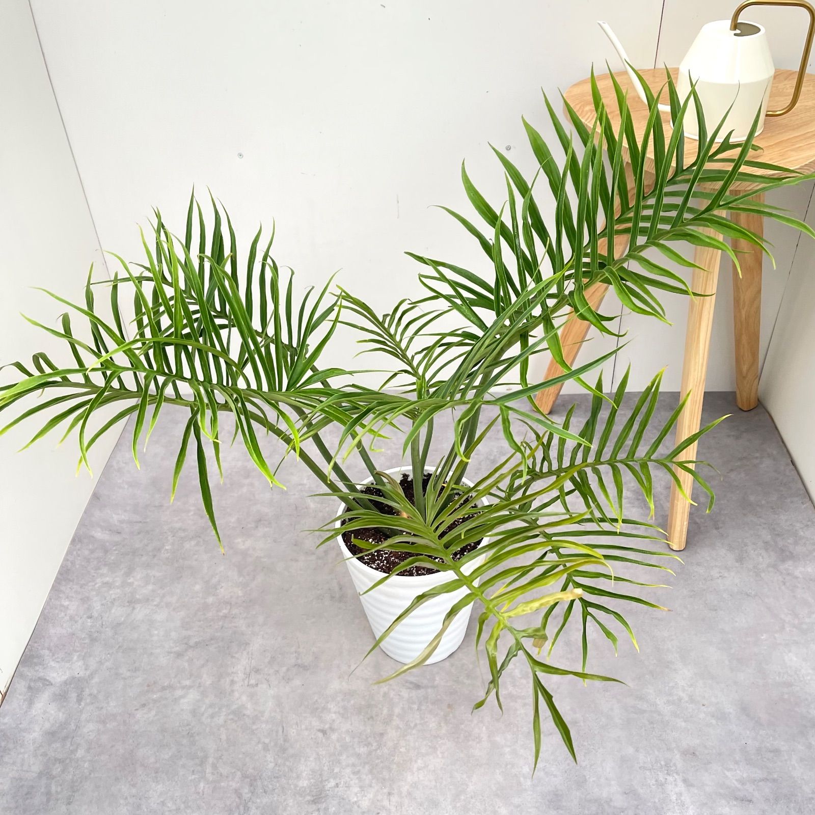 ボクシングプログラム トリニダードvsデビッド・リード ウィリアム