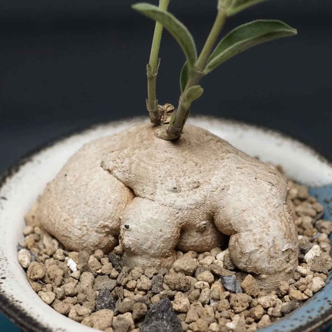 Raphionacme galpinii