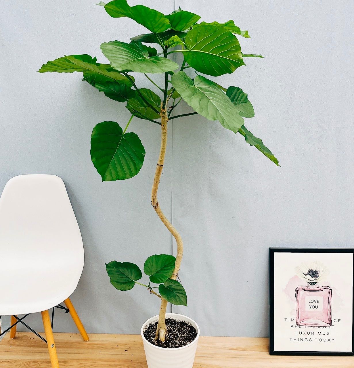 現品］22番 フィカス ウンベラータ 8号 観葉植物 室内 大型 ゴムの木