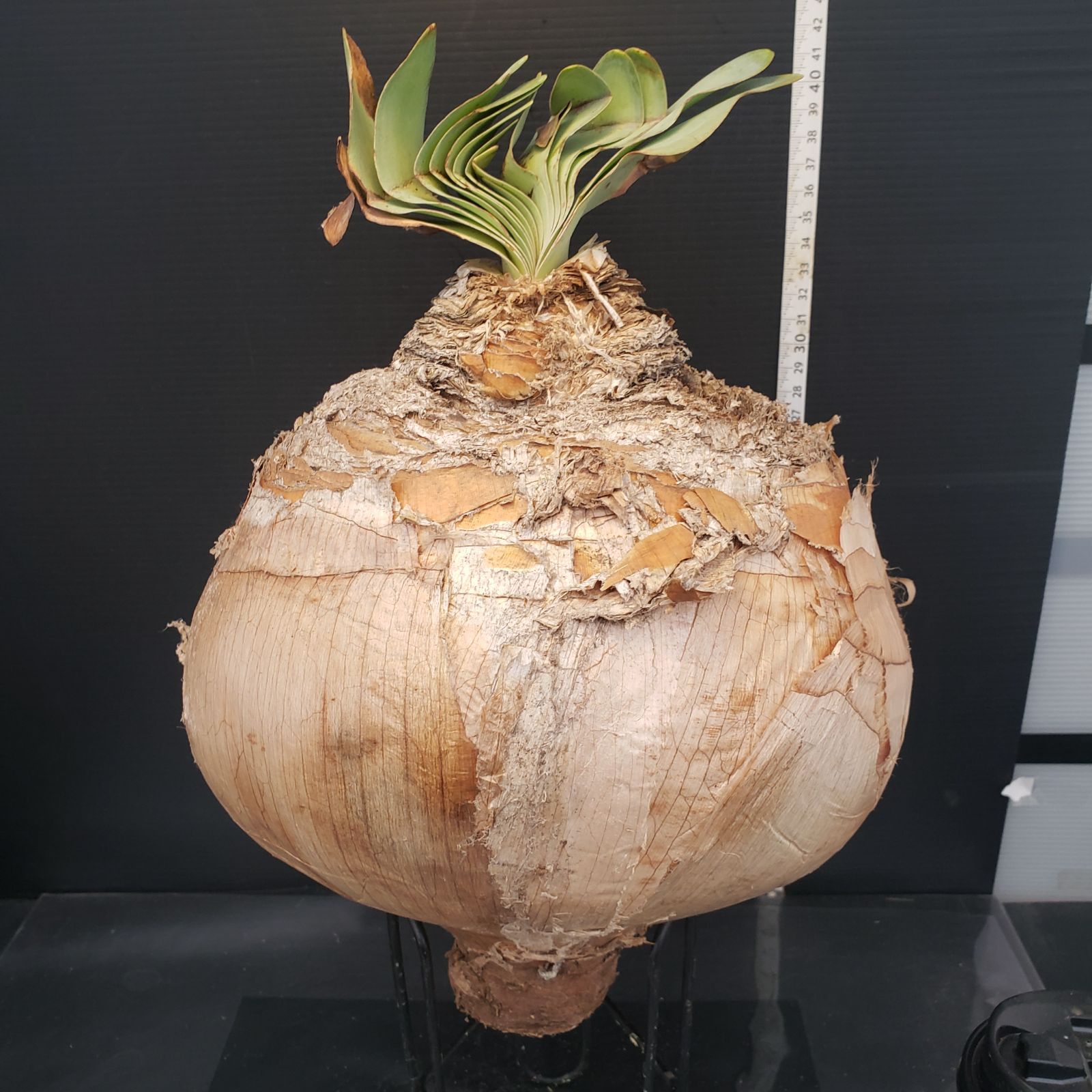 球幅約18cm］特大ブーファン・ハエマンソイデス 発根済 現地球 超選抜