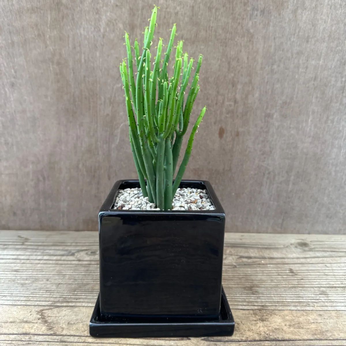 ユーフォルビア レウコデンドロン オンコクラータ 黒鉢 Euphorbia leucodendron 現品 観葉植物 観葉 植物 珍奇植物 珍奇  珍しい レア 希少 多肉植物 多肉 インテリア プレゼント おうち時間 グリーン アートプランツ - メルカリ