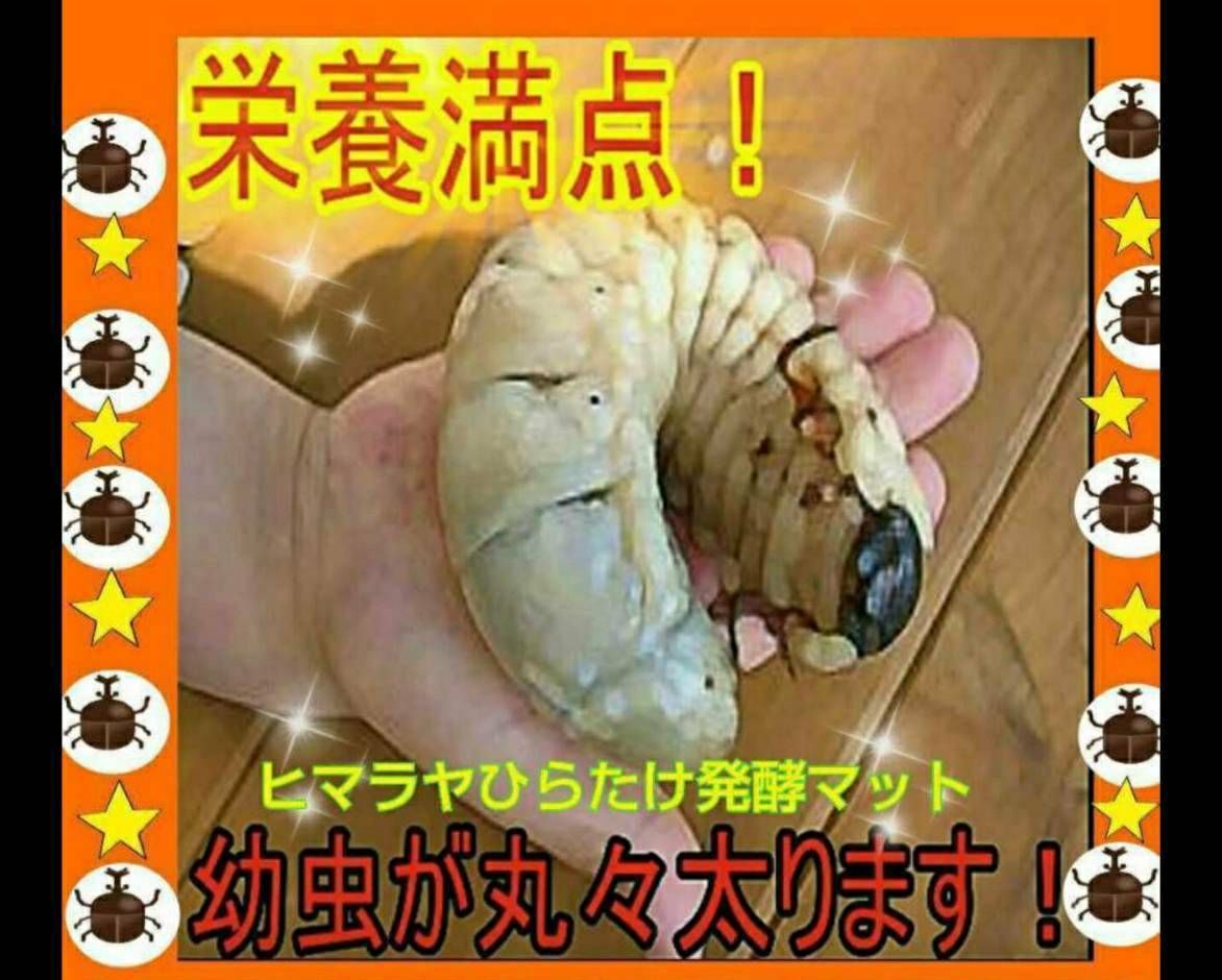 カブトムシ幼虫が大きくなる！栄養価抜群の発酵マット【50リットル・5袋】産卵にも！完全室内製造のため雑虫混入100％なし！ - メルカリ