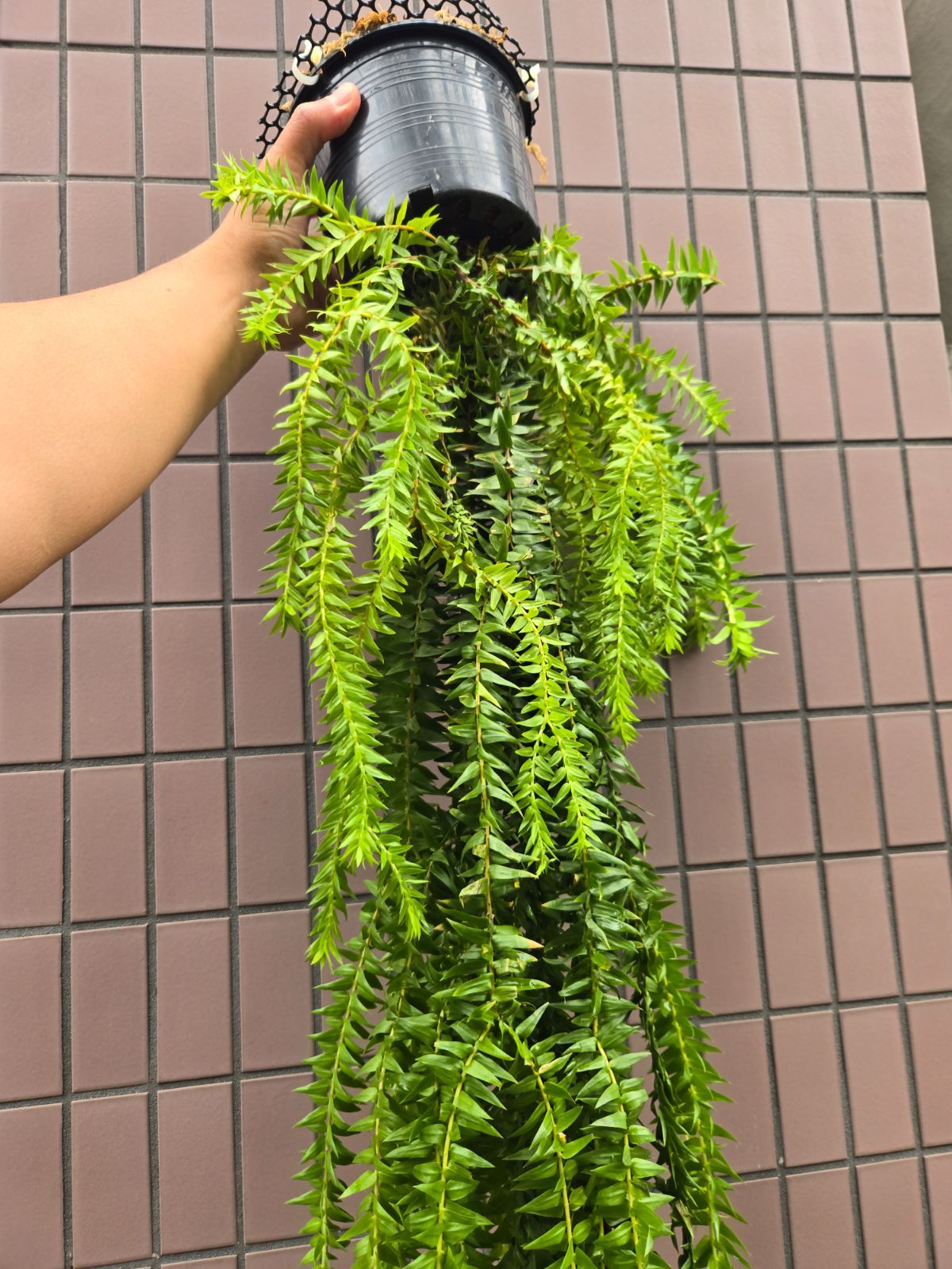 フペルジア フレグマリオイデス 吊り鉢 フルぺジア・フレグマリオ