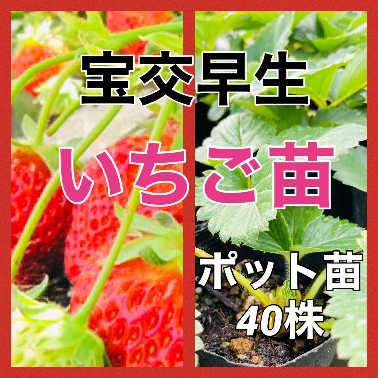 宝交早生いちご苗‼️40株ポット苗‼️路地栽培5月取り‼️家庭菜園 - メルカリ