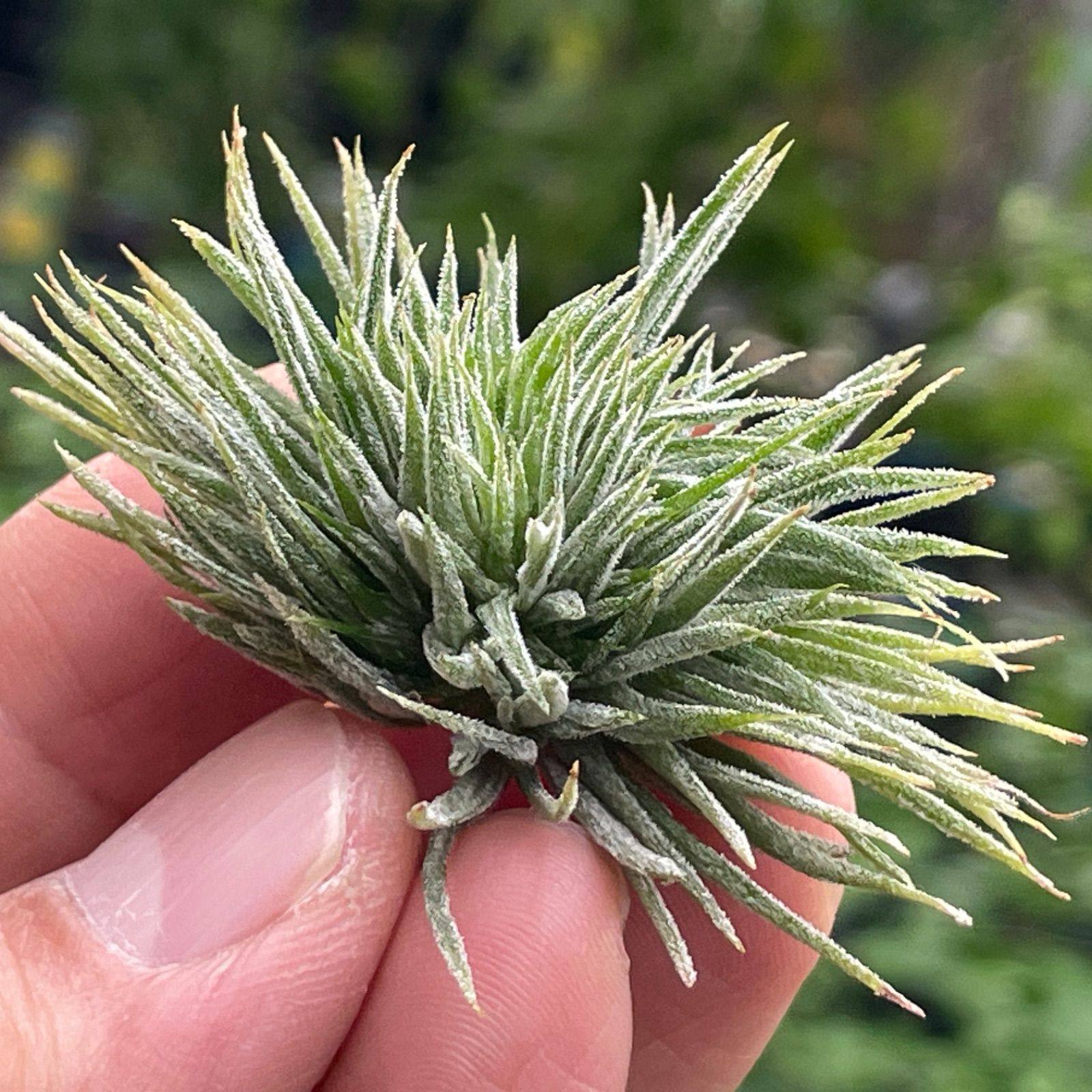 チランジア イオナンタ モンストローズ Tillandsia ionantha Monstrose