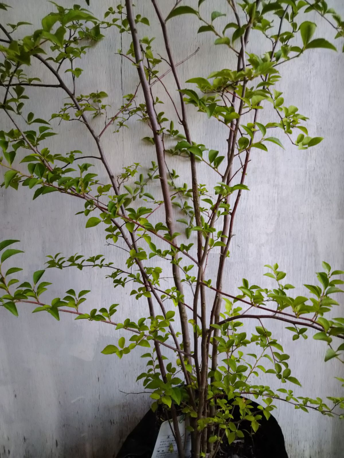 クリアランス エゴノキ株立ち②（ふう様専用ページ） 特大 エゴノキ株