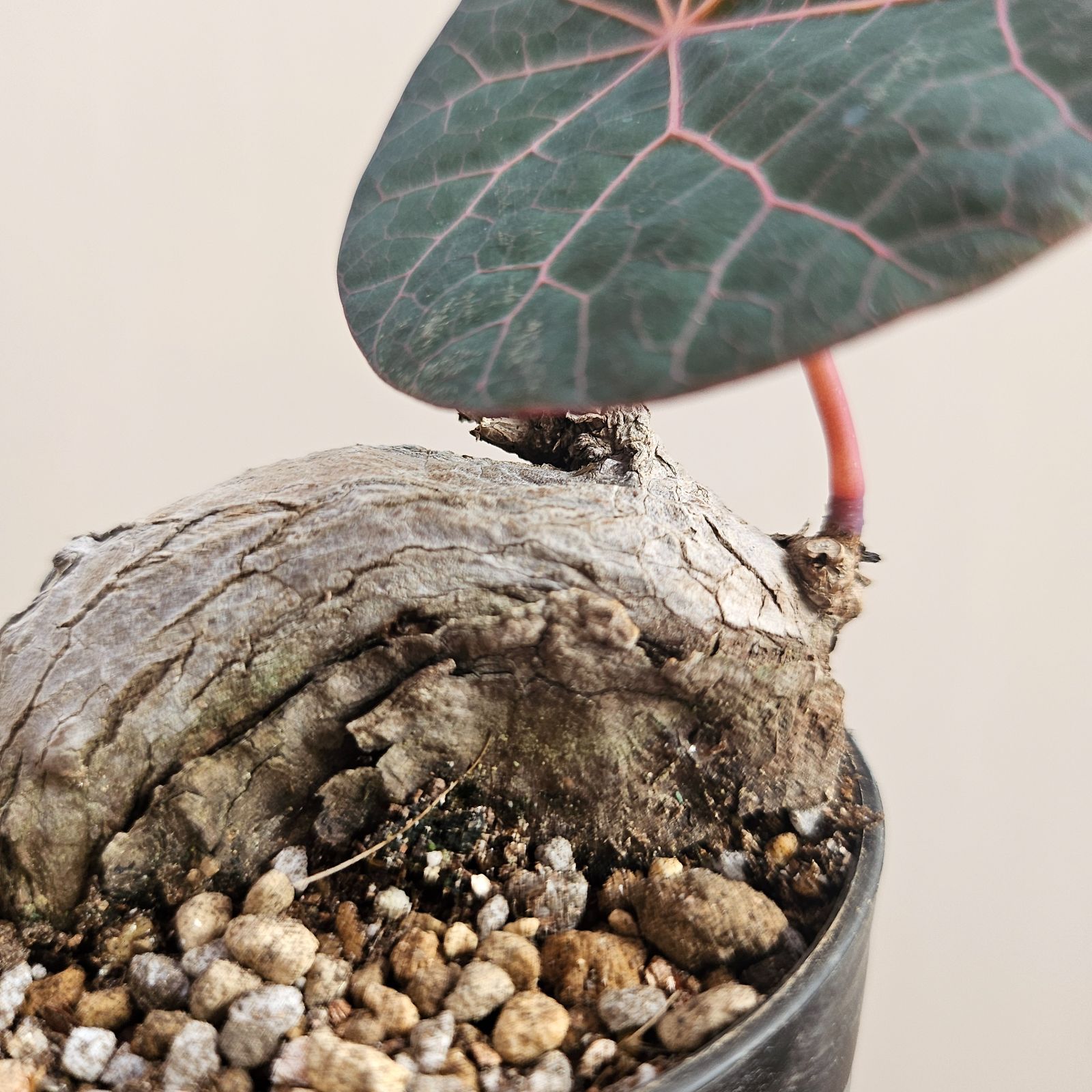 ステファニア Sp. ノヴァ / カウィーサキー 〛Stephania Sp. Nova