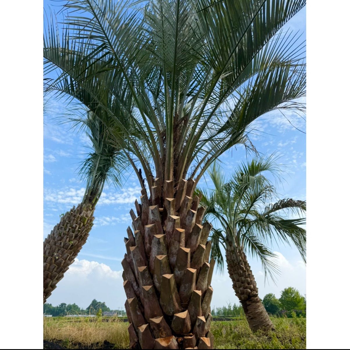 限定株】ココスヤシ🌴 幹周り160cm／葉張り3.5mクラス✨ 南国ガーデン