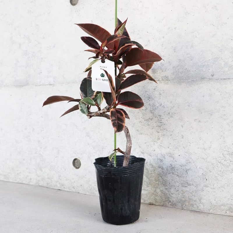 ショコラ☺︎︎様専用アロカシア セレンディピティ ピンク 斑入り