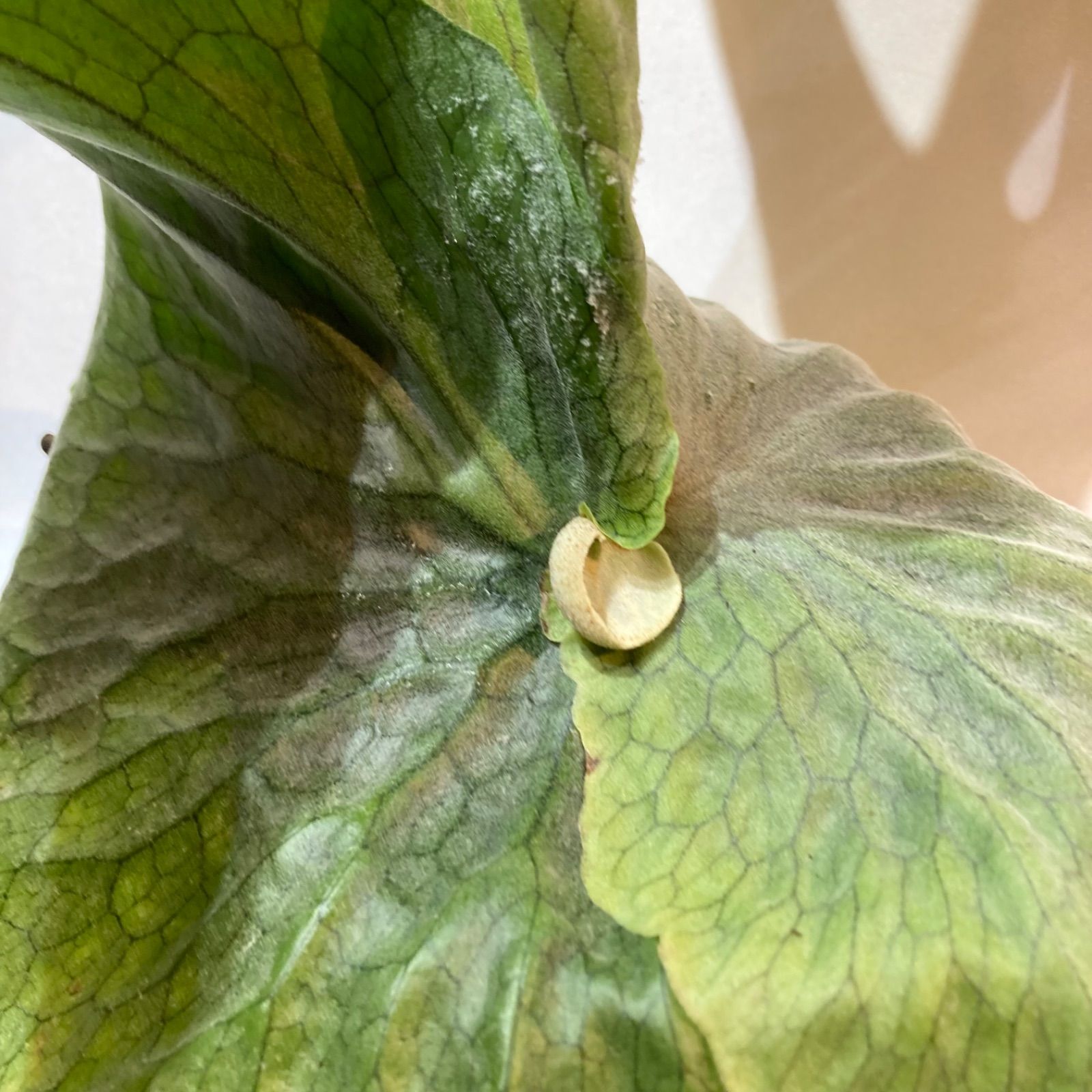 値下げビカクシダ グランデ ビカクシダ グランデ Platycerium grande 5号 | PLANTS SHOP OLIVE