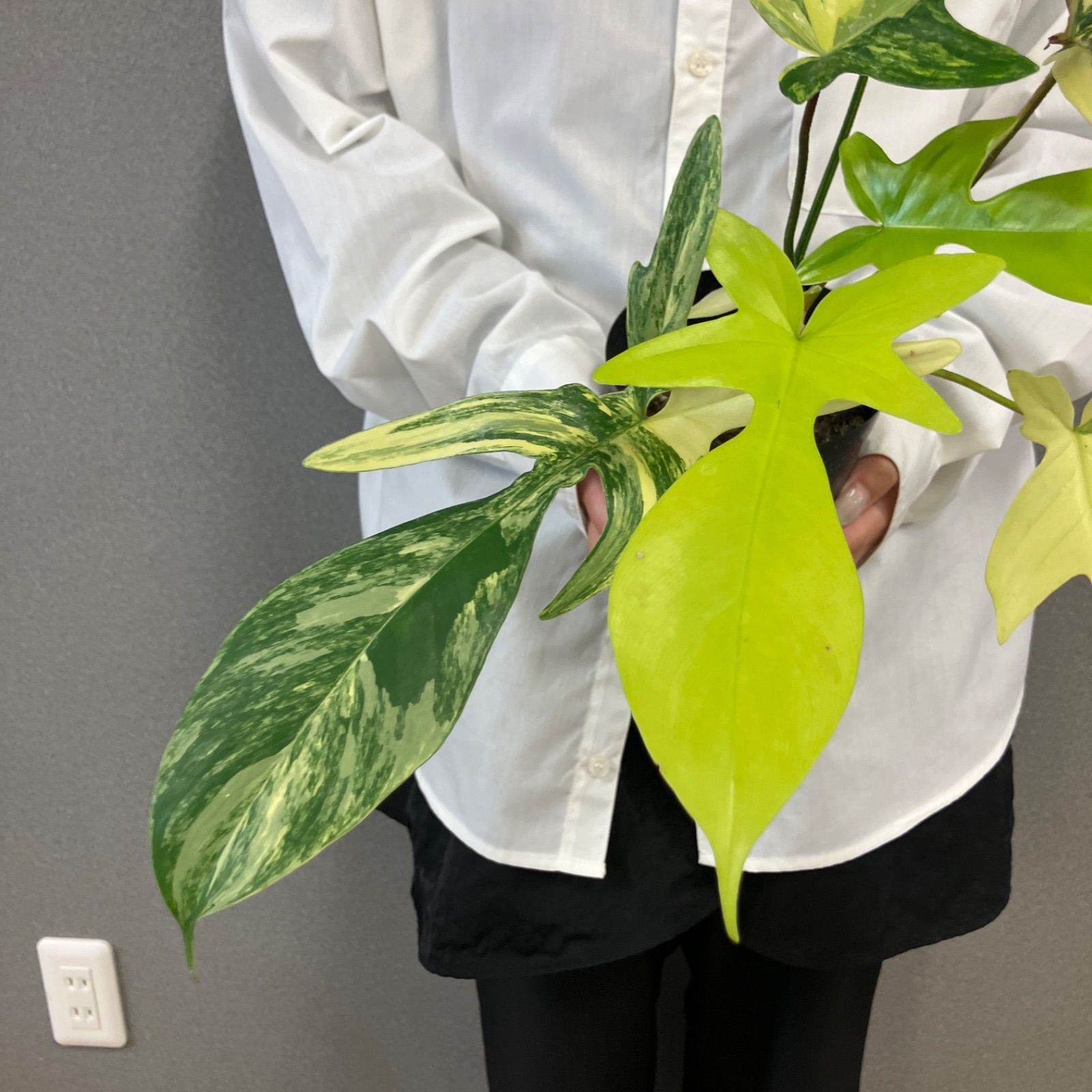 組織培養株　フィロデンドロン　フロリダビューティー × トータム　斑入り　希少 超希少❗️美斑❗️フィロデンドロン フロリダビューティー✨ 組織培養