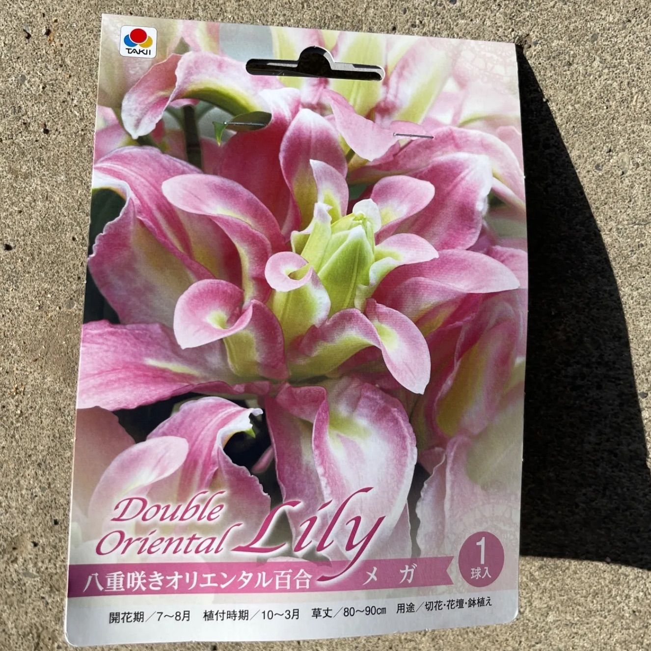 八重咲きオリエンタル百合 おまかせ混合5球（メルカリ便） 見易い