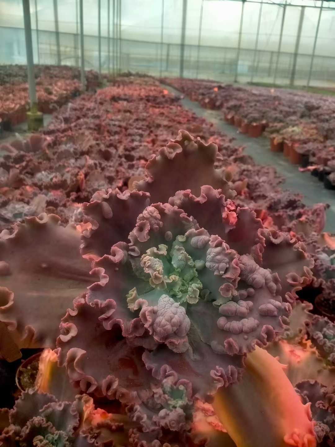 新発売 12株セット エケベリア・バロンボールド（レッド） 抜き苗 多肉