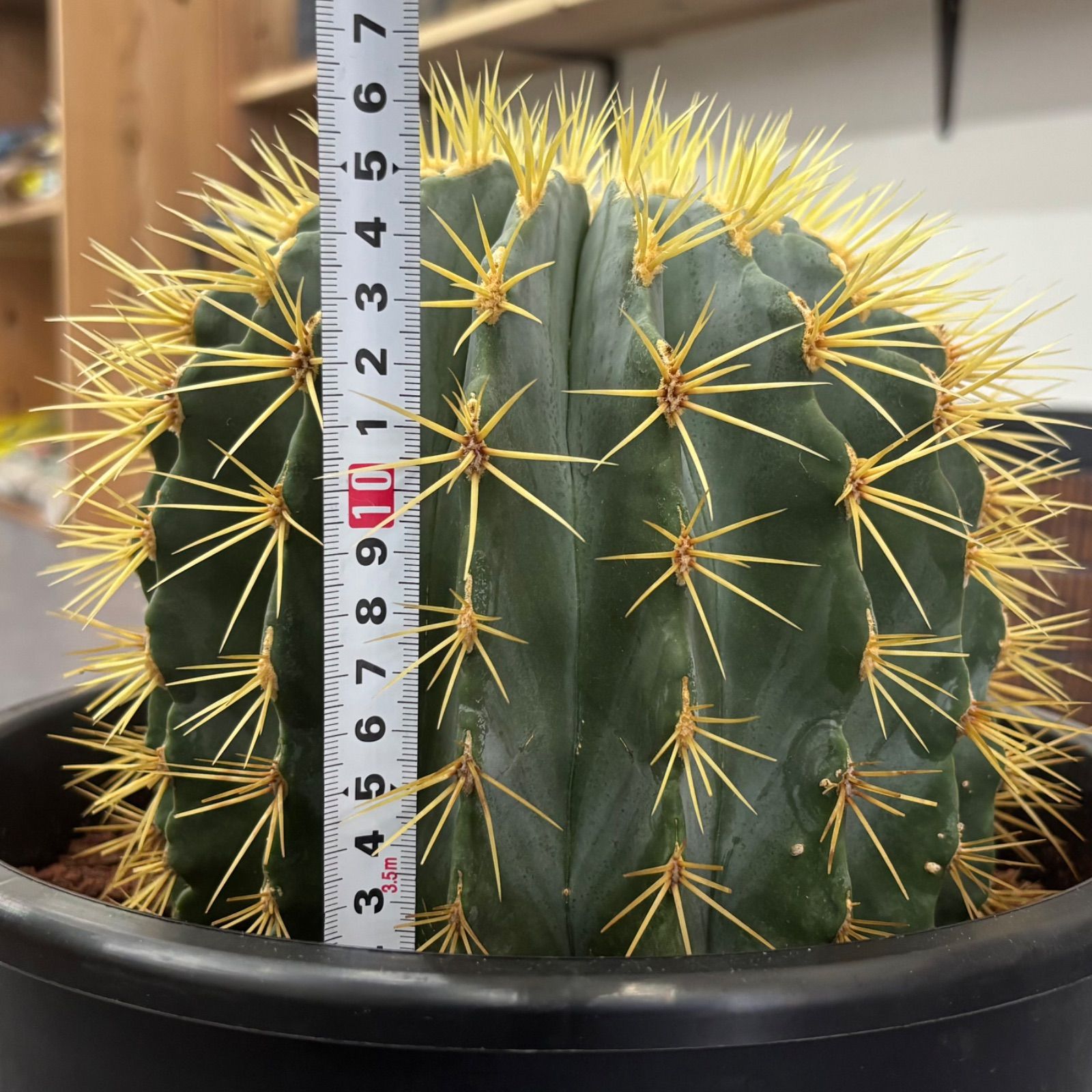 金鯱サボテン キンシャチサボテン 12号特大サイズ 特特大 金鯱