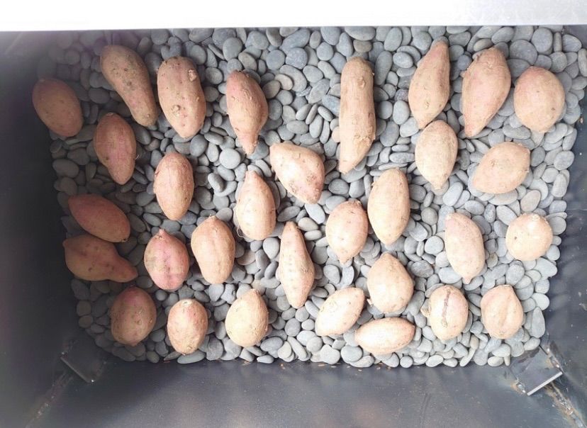  につき納期 中旬に出荷 焼き芋機 焼き芋 じゃがいも LPガスコンロ付き !! 検 副業 行楽 屋台 イベント お祭り キッチンカー ケータリング その他 鍋 グリル