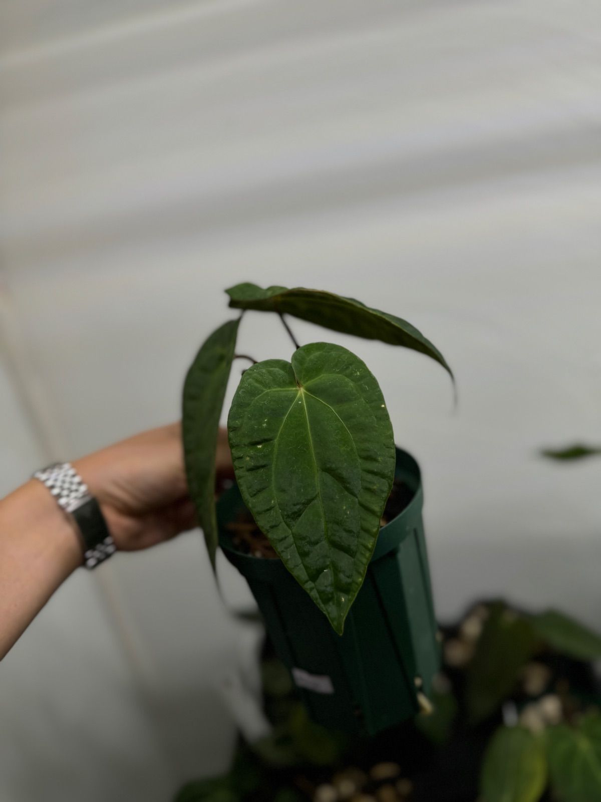 【Anthuroom】AOS x ブルーパピ 4【斑入り個体】 Anthuroom】Anthurium 'Blue papillilaminum' x 'X-one' - メルカリ