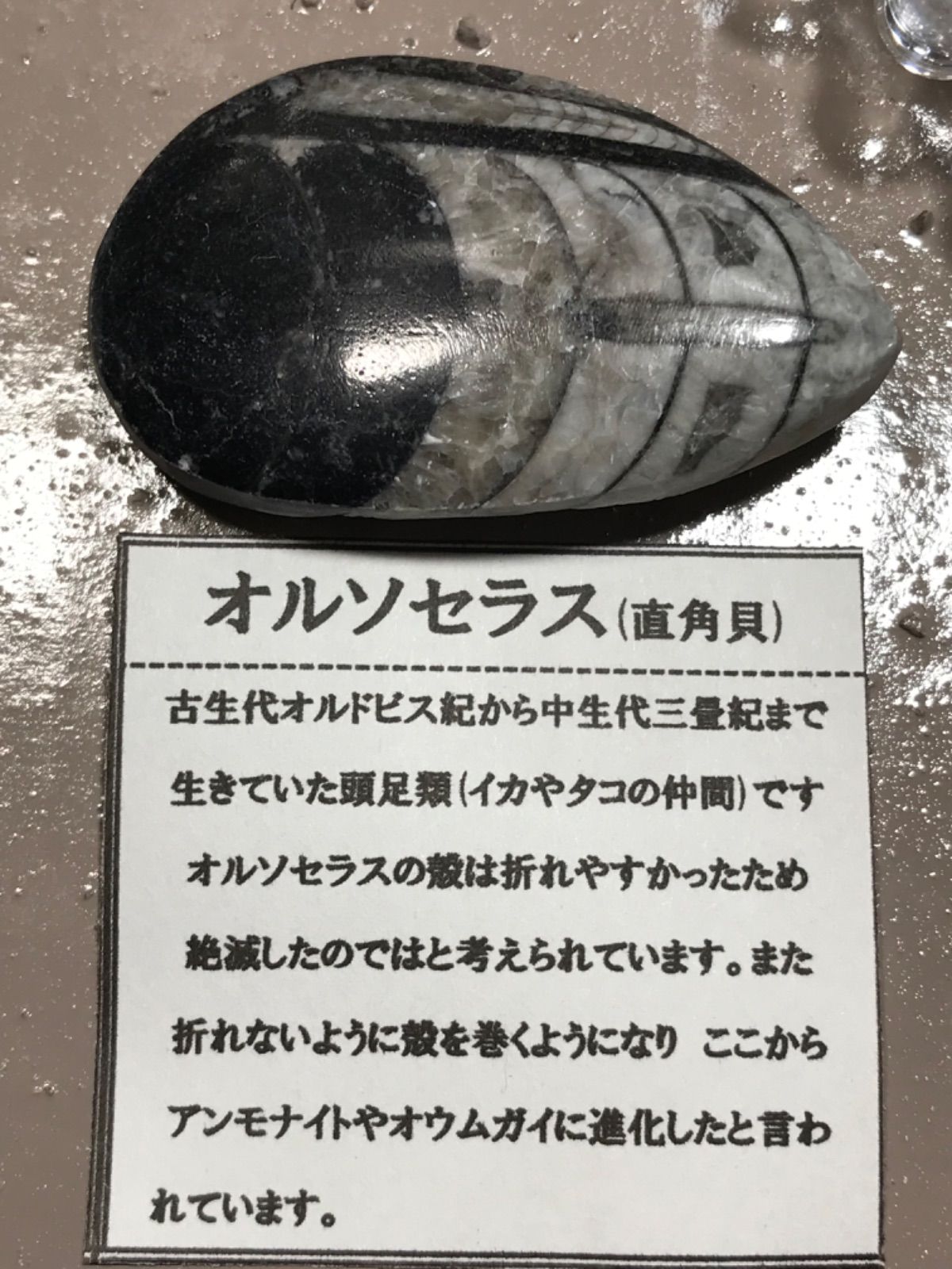 ◉モロッコ産【オルソセラス群/直角貝群】古生代デボン紀/化石[001 ◉モロッコ産【オルソセラス群/直角貝群】古生代デボン紀/化石