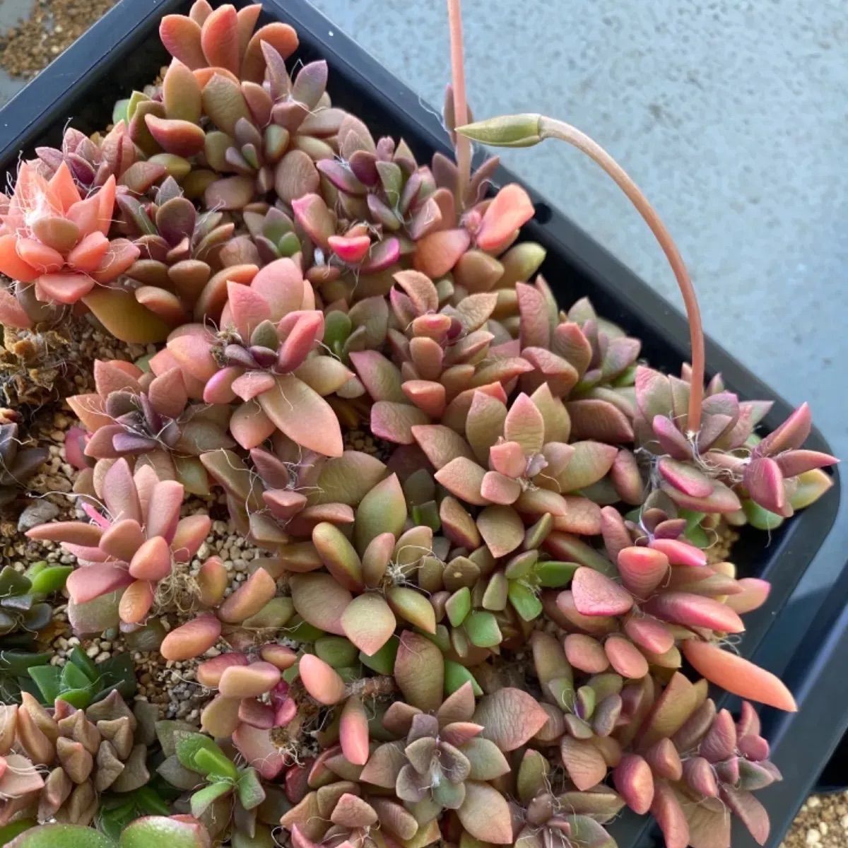 多肉植物 吹雪の松 抜き苗