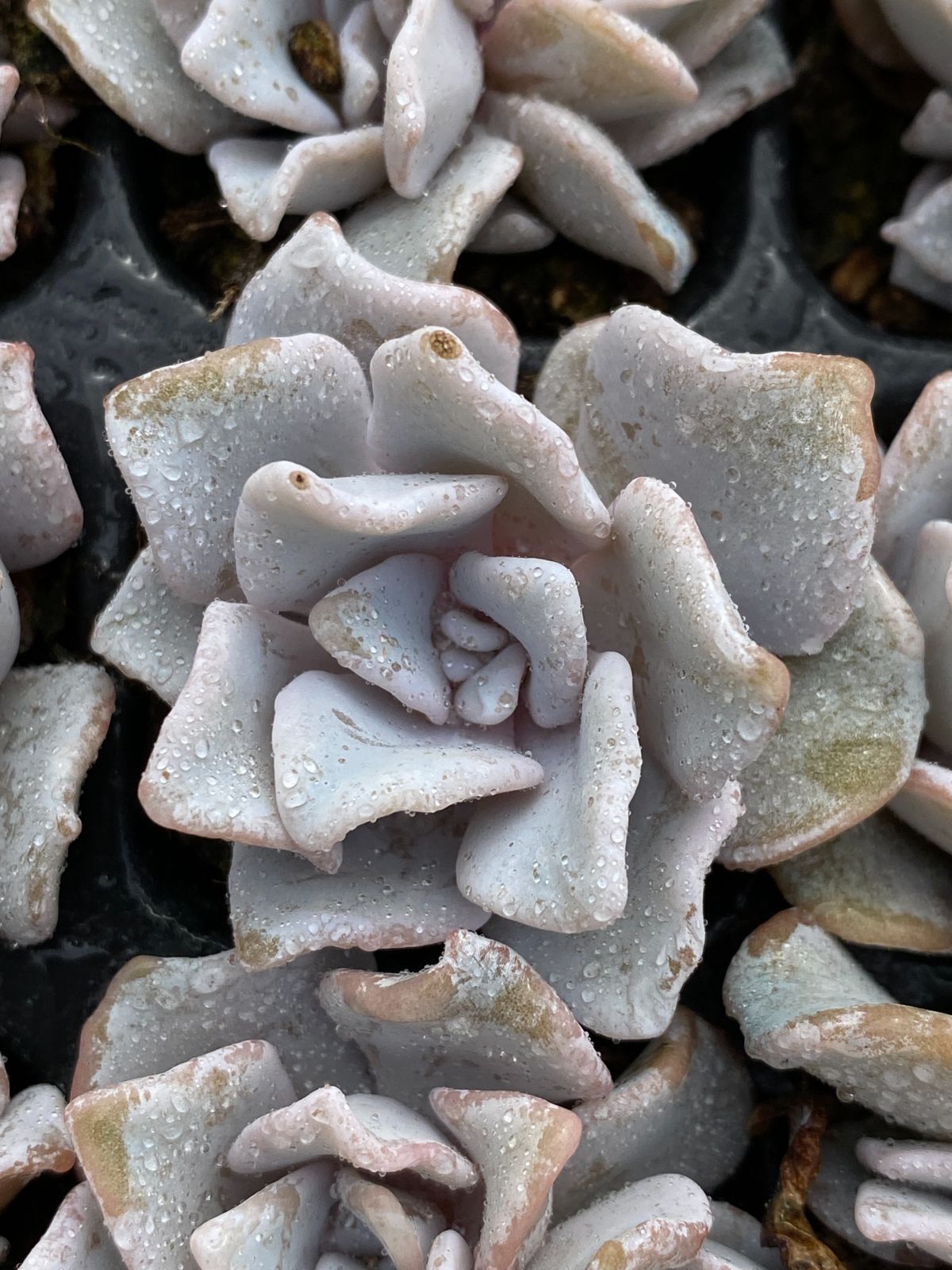 新入荷クリスペートビューティー