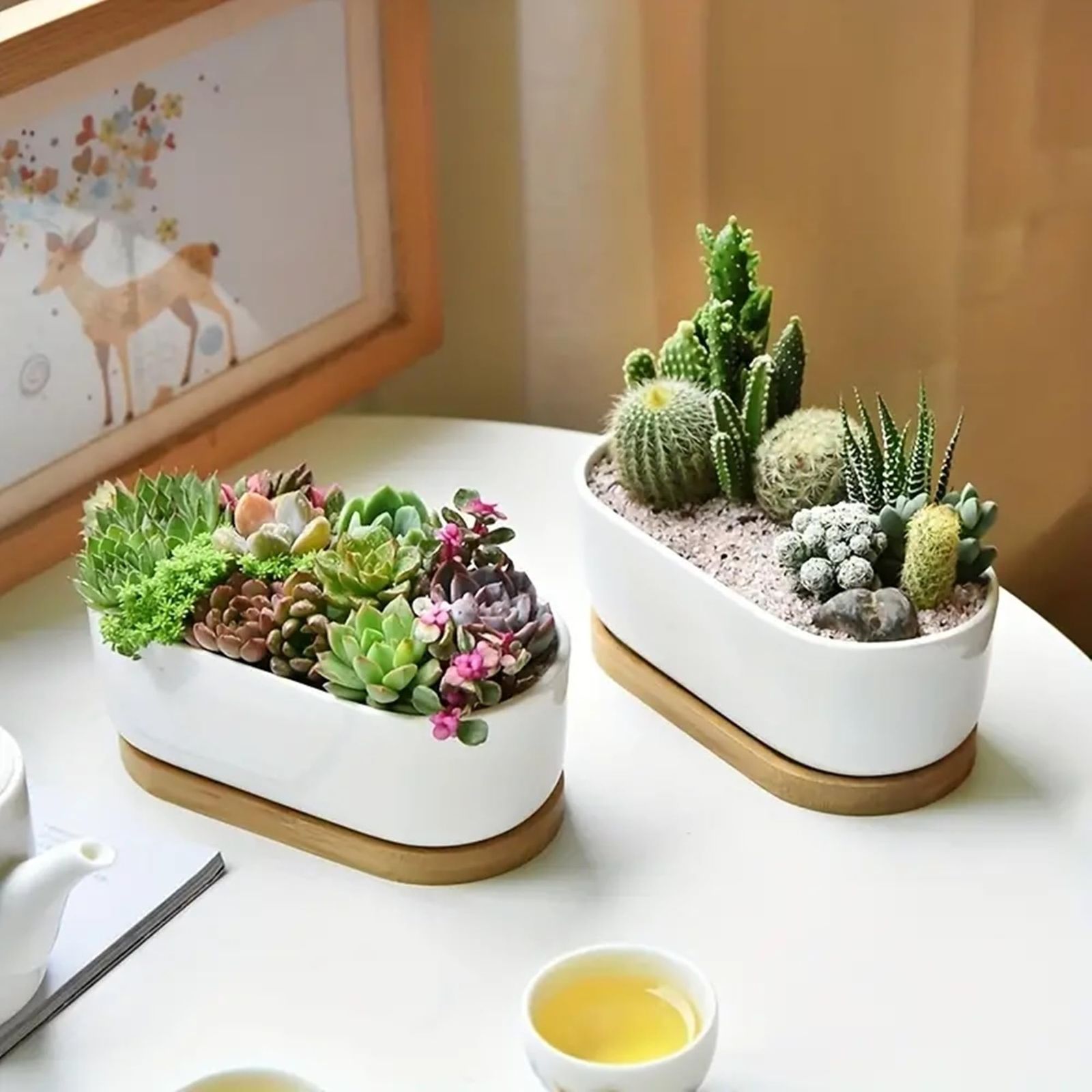 多肉 サボテン 鉢 観葉植物の販売・ギフトならフラワー