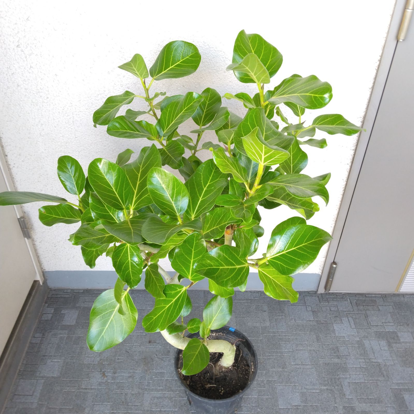 植物は生き物ですフィカス・ベンガレンシス曲がり❗観葉植物！高さ103