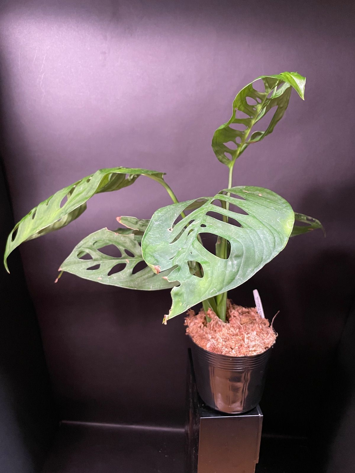 モンステラ エスケレート 吊り鉢 3 希少】 モンステラ エスケレート