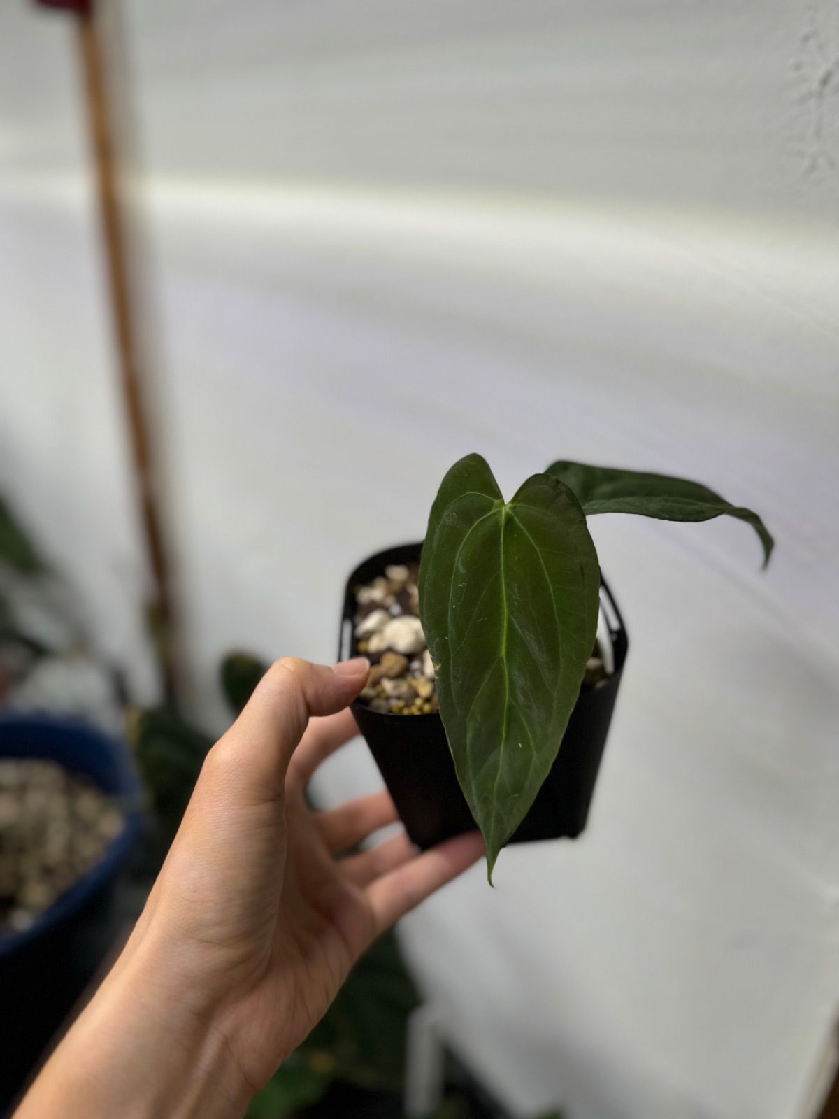 Anthuroom】Anthurium papillilaminum  