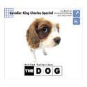  THE DOG ~ CavalierKingCharlesSpaniel