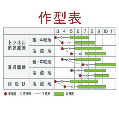 入荷次第出荷 カネコ種苗 ほっきこうJP 350粒