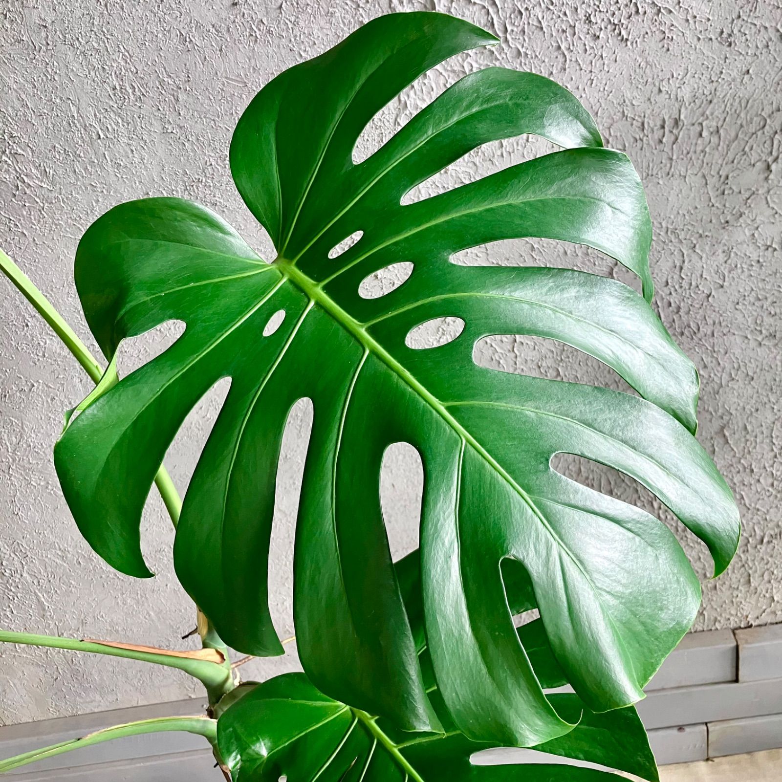 大型 根上がり モンステラ デリシオーサ 10号 テラコッタ鉢植え