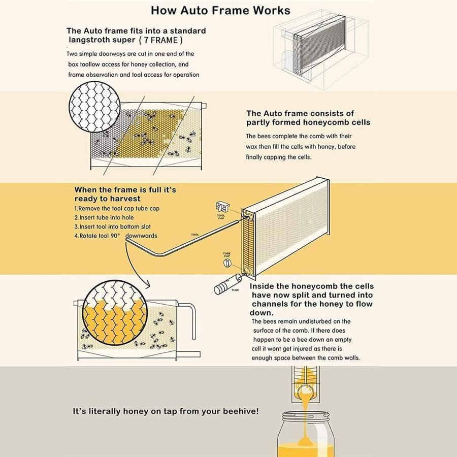 フランス産 アシナガコガネセット1 フランス産 アシナガコガネセット1