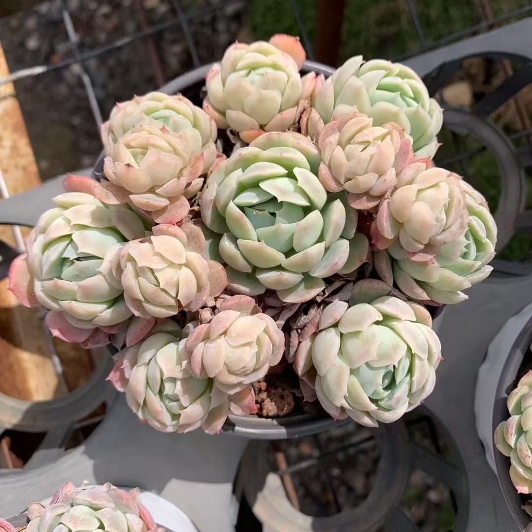 -*-様 B1528-2×20苗ピンクウィッチ抜き苗 多肉植物 エケベリア サボ エケベリア ピンクエッジ（抜き苗） | 多肉植物のネットショップ