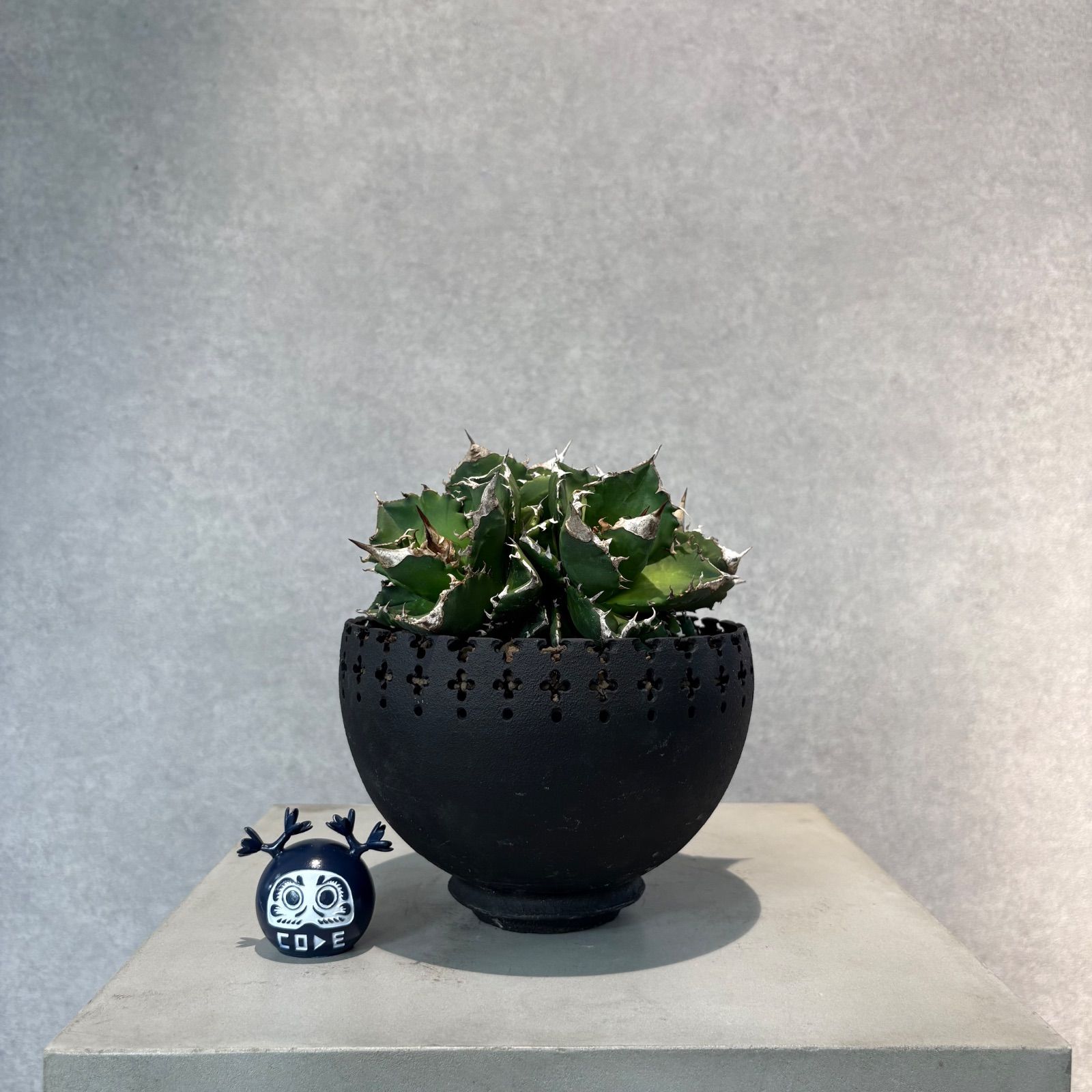 ホワイトファイヤー　白火焔　台湾産　コレクション株 アガベ チタノタ ホワイトファイヤー 