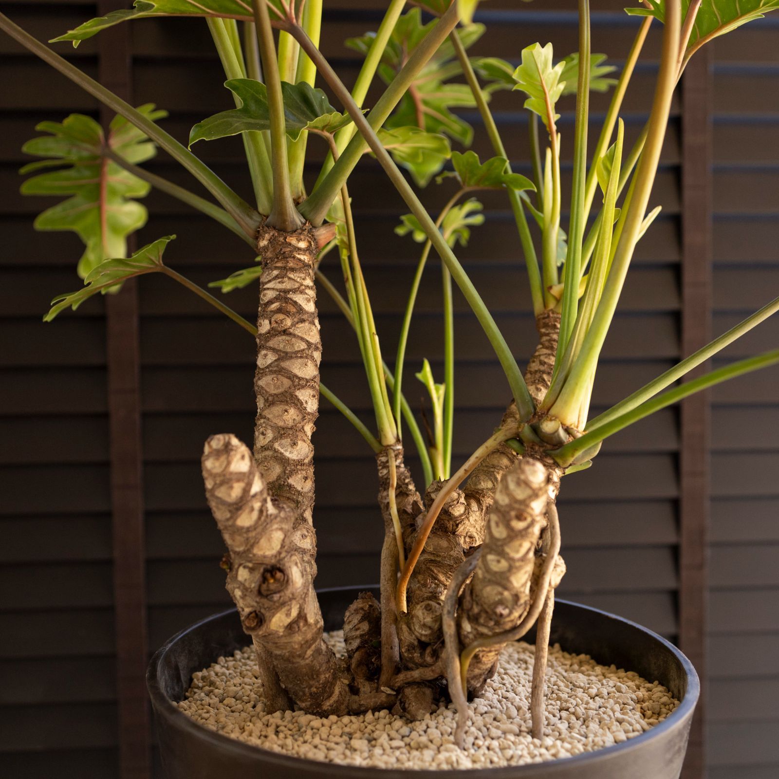 根上りクッカバラ フィロデンドロン kookaburra 10号 観葉植物