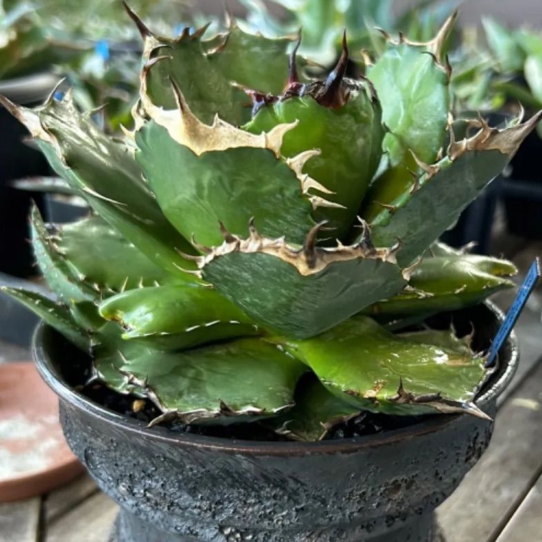 アガベ チタノタ キャンサー / Agave titanota Cancer(アガベ)｜売買