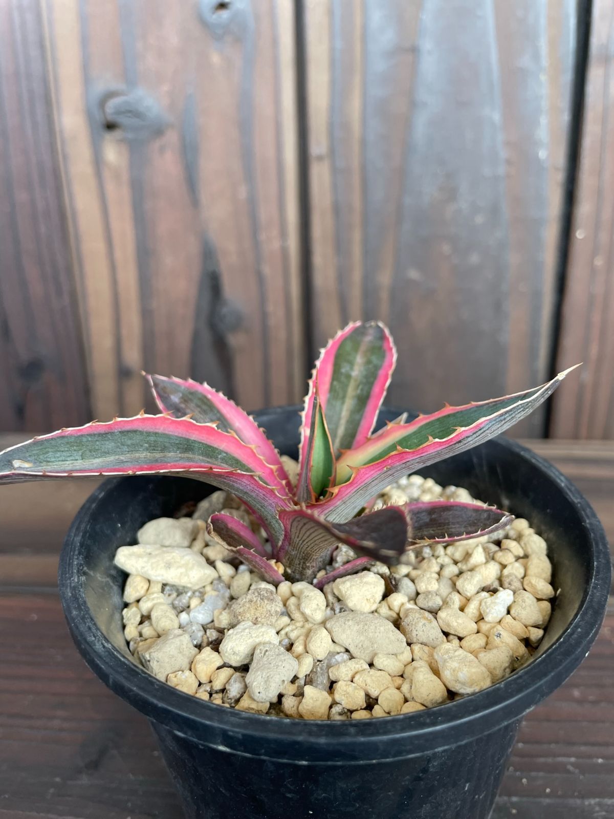 アガベ 五色万代 agave 08319-a 珍奇植物 多肉植物 - メルカリ