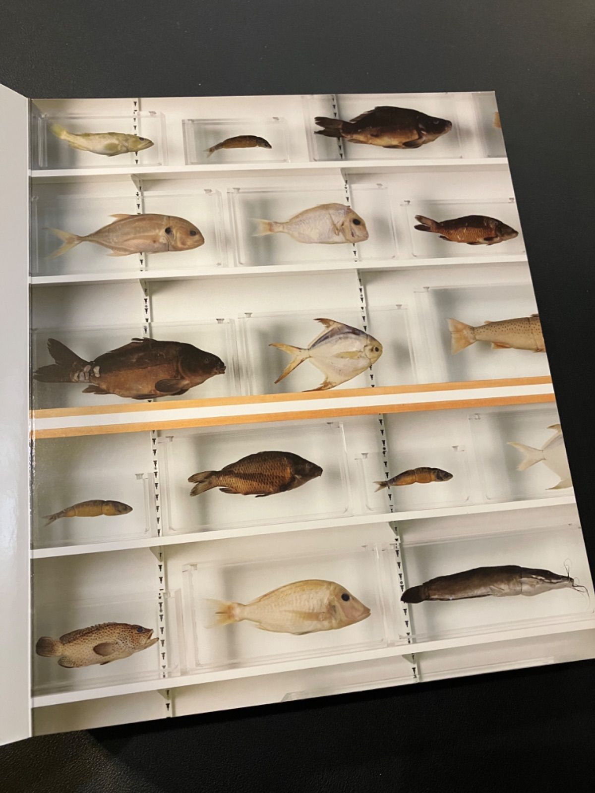 DAMIEN HIRST/ABC 絵本 ダミアンハースト ダミアン・ハースト 図録 作品集 ABC Damien Hirst - メルカリ