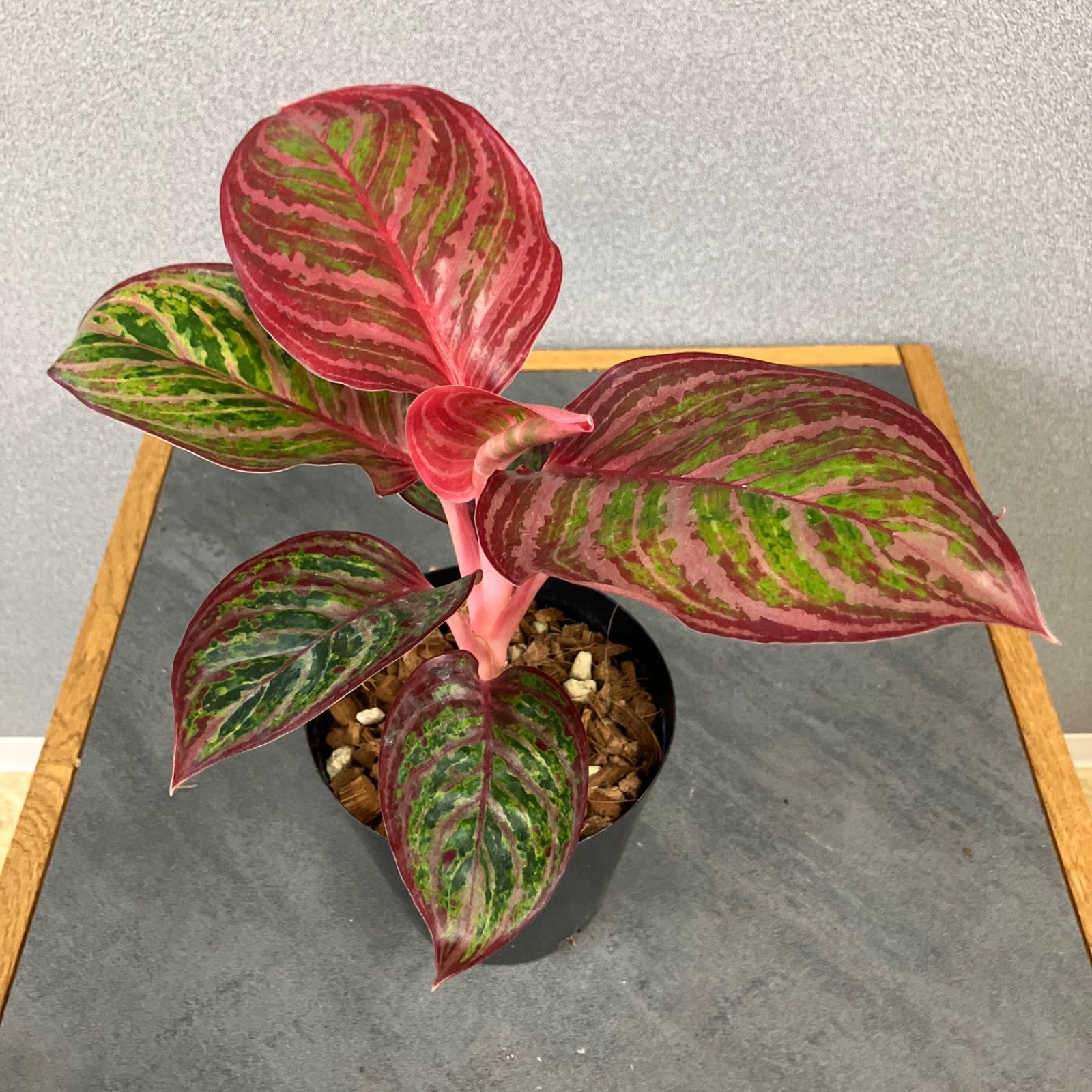 超希少❗️美株❗️アグラオネマ　レッドエメラルドドラゴン✨ 超希少❗️美株❗️アグラオネマ レッドエメラルドドラゴン✨ 9月28日(木)