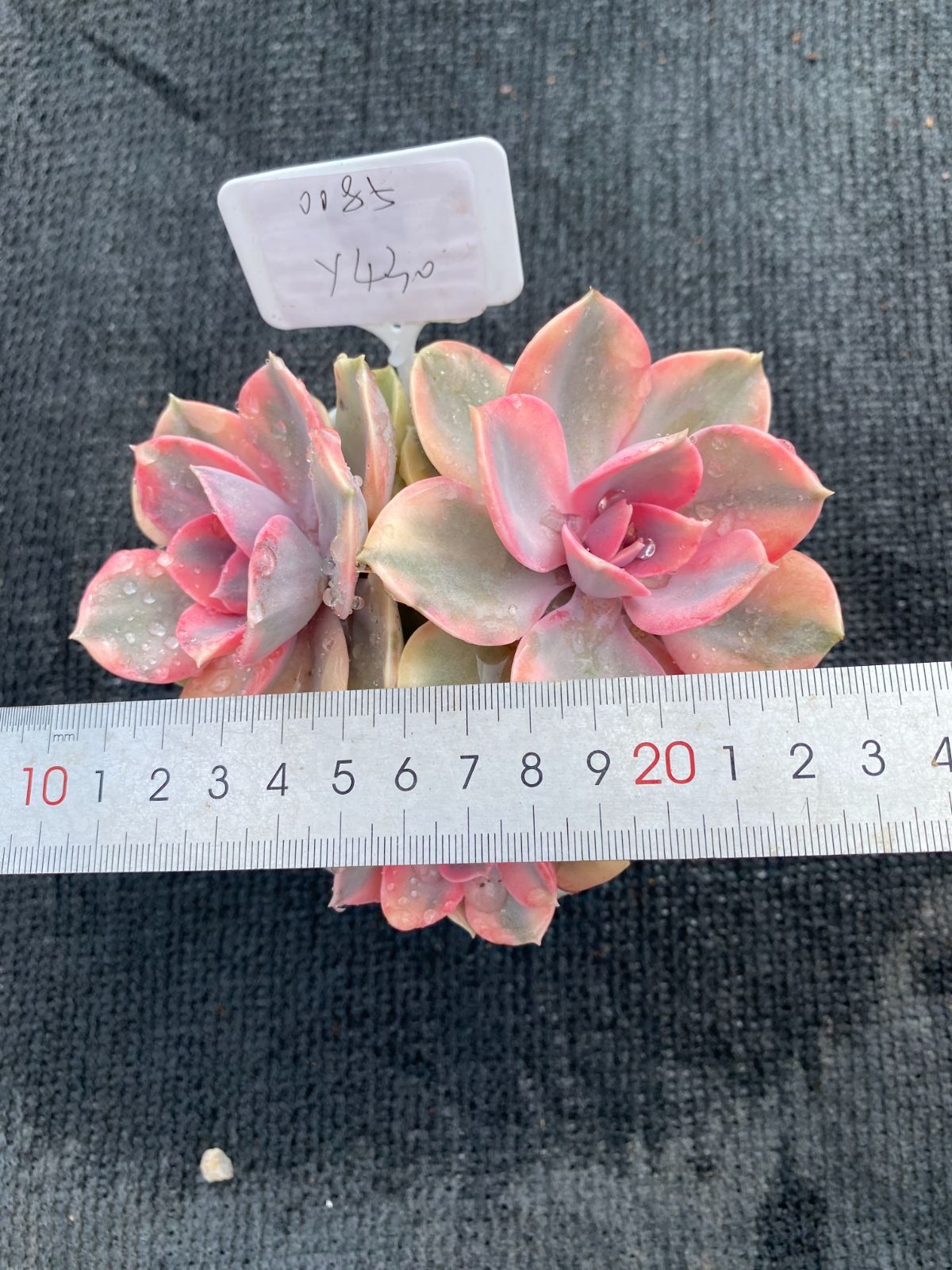 超人気】1株 抜き苗セット 虹キャンディー錦 多肉植物 第四種