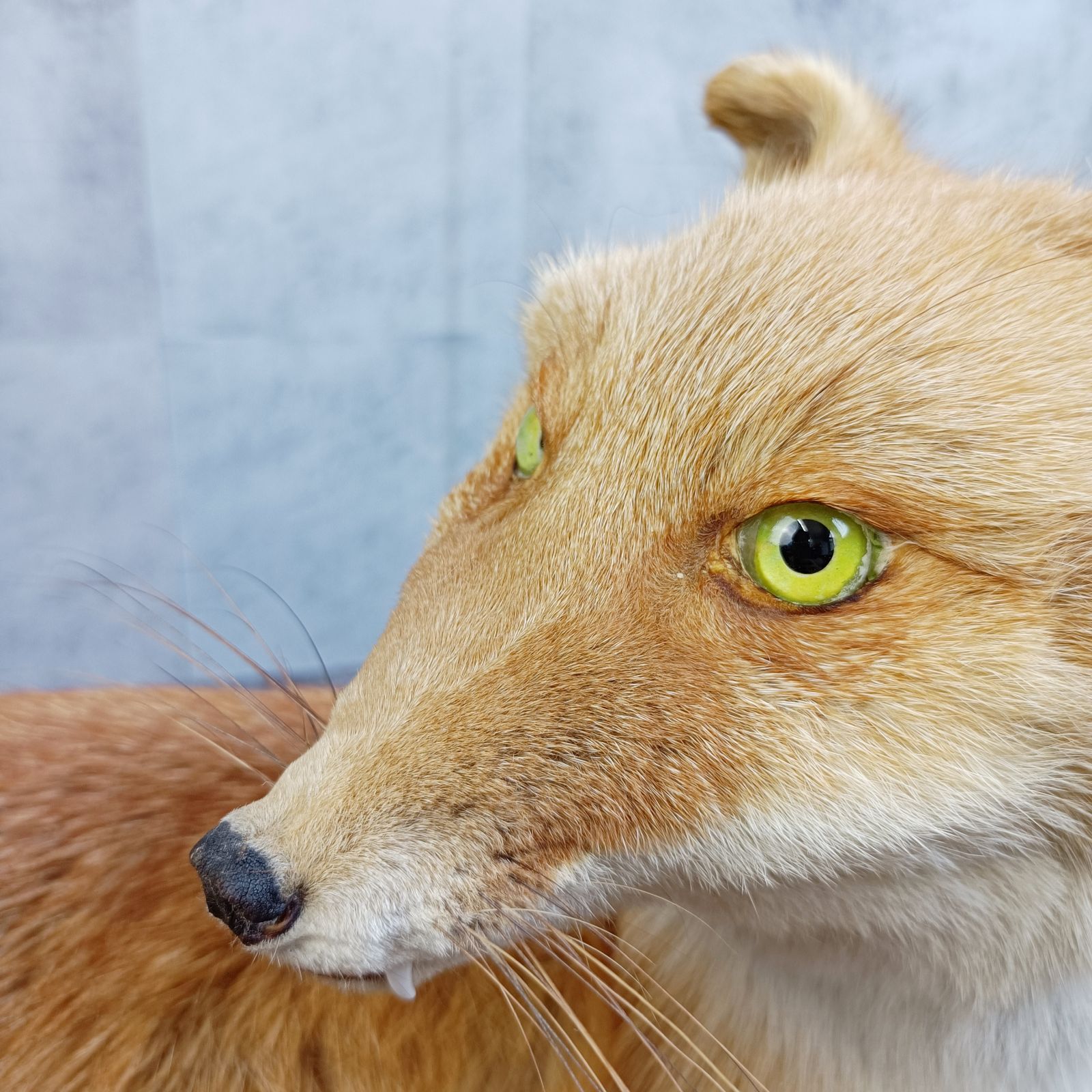 きつね剥製 キツネ 剥製 狐 置物 インテリア