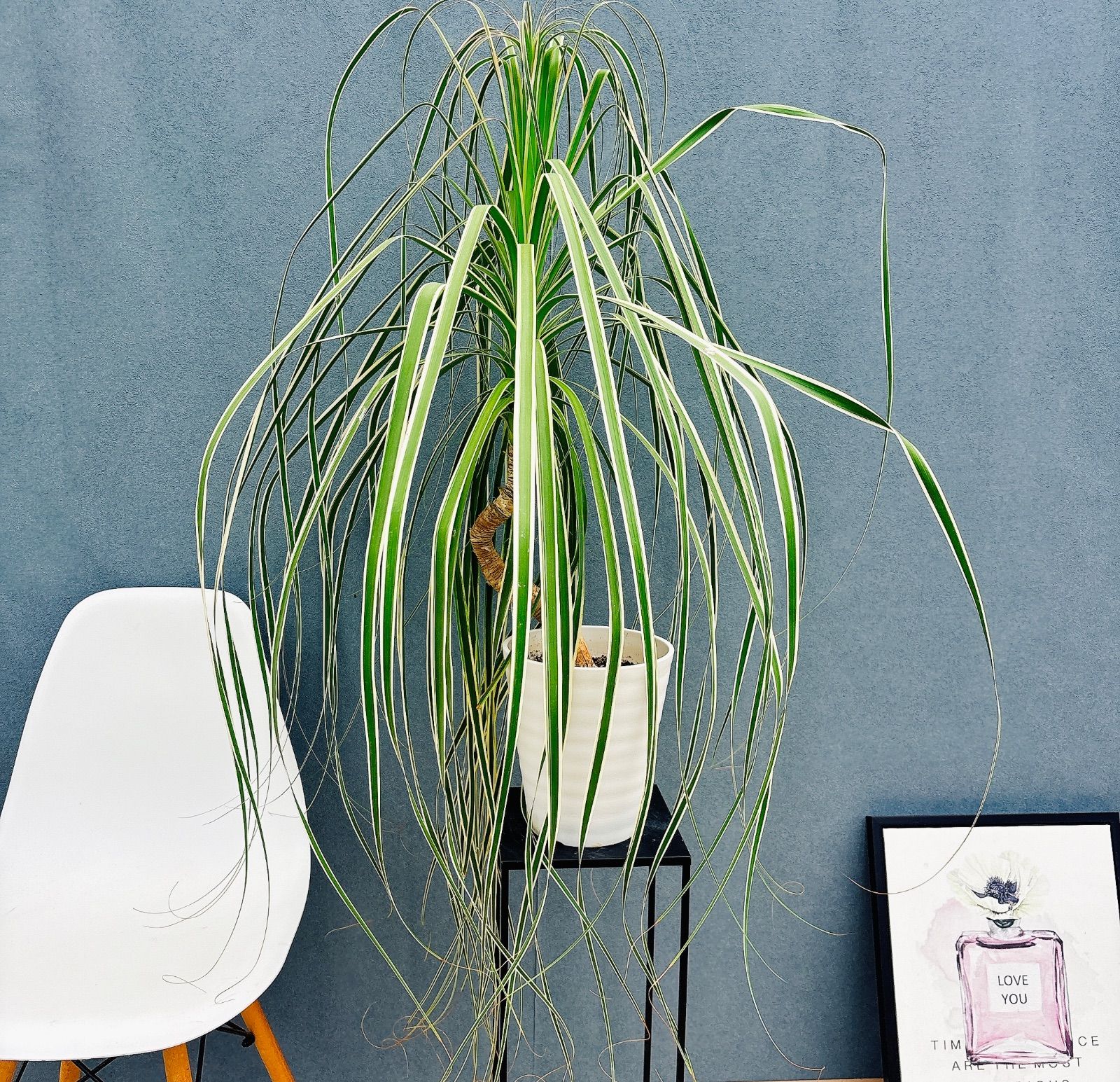 現品 おすすめ 8番 ブコニア レクルバータ バリエガータ 7号 観葉植物 室内 トックリラン 斑入り