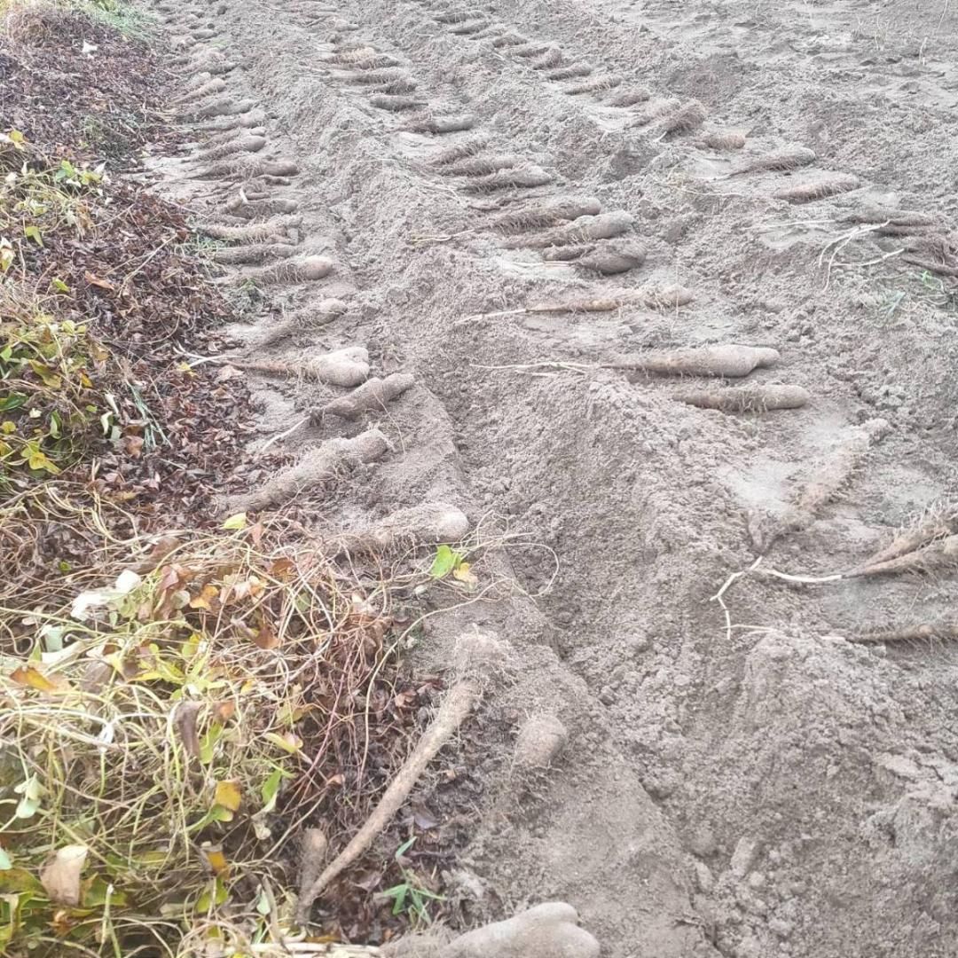 鳥取県産】とっくり芋 短形自然薯 抜きたて 10kg程度 とろろ ねばり 山芋