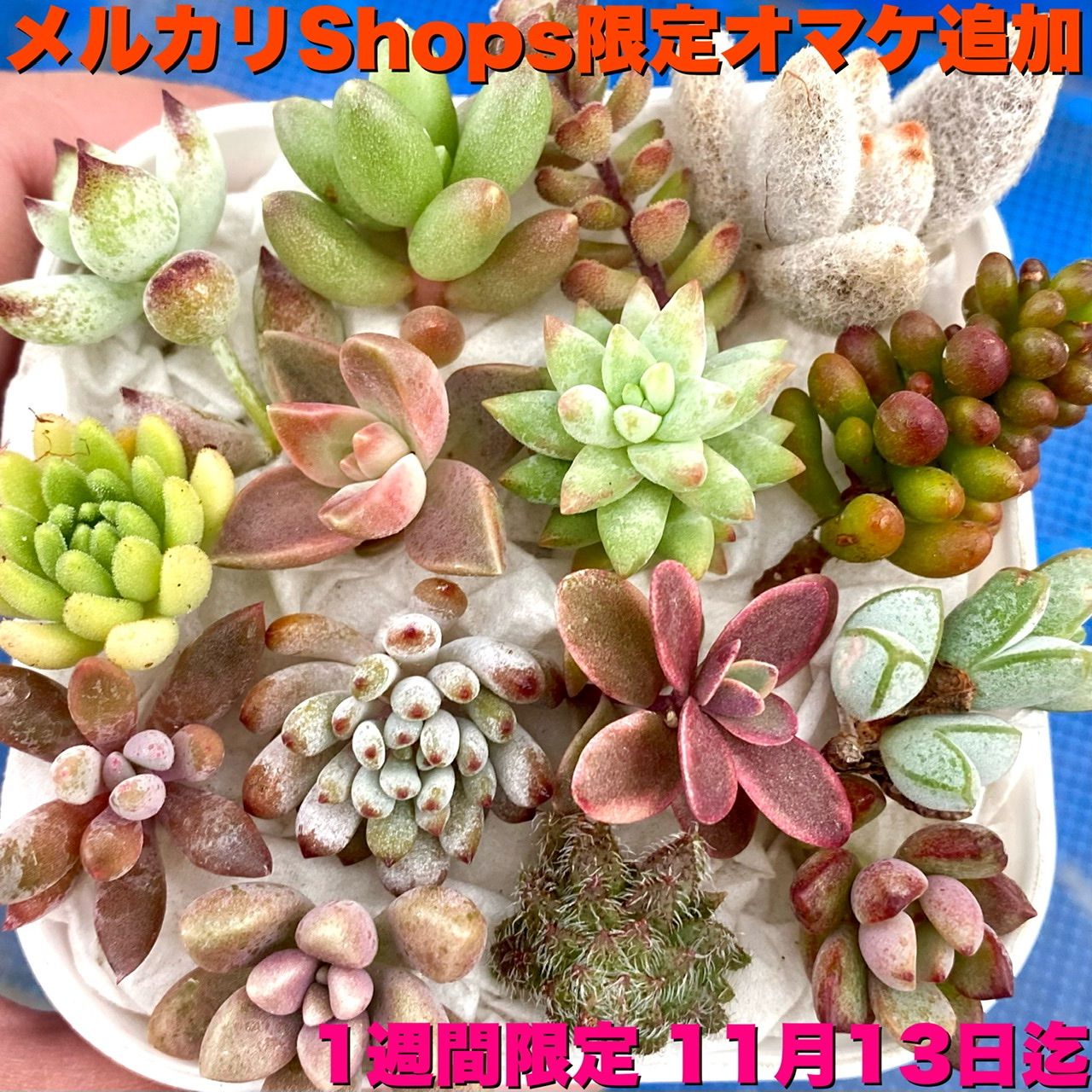 多肉植物 エケベリア “ビューティーリリー” 韓国苗 抜き苗 - 植物/観葉植物